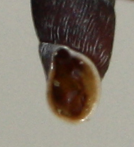 Clausiliidae dai Sibillini